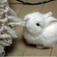 Bao