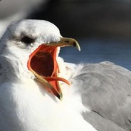 Gull