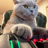 Mr.cat)