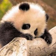 Mrs.Panda