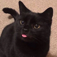 blackcat_cym