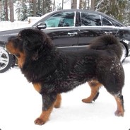 tanel_18