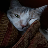 Steam Community Avatar