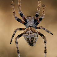 Nazi Spider