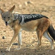Jackal