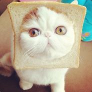 cat breading