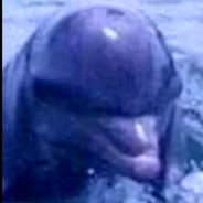 Dolfin