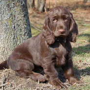 Field Spaniel