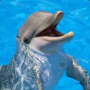 The_Special_Dolphin