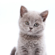 ❤️Kitten❤