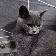 小毛
