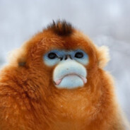 Blue Face Monkey