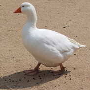 SORLAG