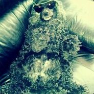 SoxRoxr