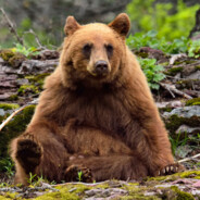 big bear