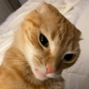 Caju-